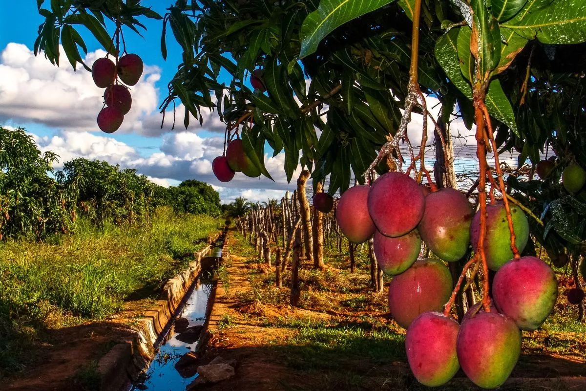 mango